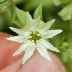 Photographie n°1988350 du taxon Silene baccifera (L.) Roth [1788]