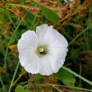 Photographie n°1989707 du taxon Convolvulus sepium L. [1753]