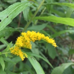 Photographie n°1989867 du taxon Solidago canadensis L. [1753]