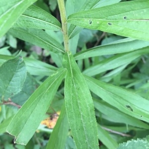 Photographie n°1989879 du taxon Solidago canadensis L. [1753]