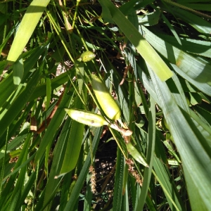 Photographie n°1990669 du taxon Iris pseudacorus L. [1753]