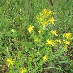 Photographie n°1990912 du taxon Hypericum perforatum L. [1753]