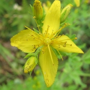 Photographie n°1990914 du taxon Hypericum perforatum L. [1753]
