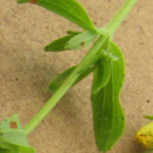 Photographie n°1990915 du taxon Hypericum perforatum L. [1753]