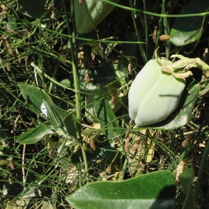 Photographie n°1992295 du taxon Araujia sericifera Brot. [1818]