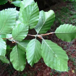 Photographie n°1992917 du taxon Fagus sylvatica f. sylvatica 