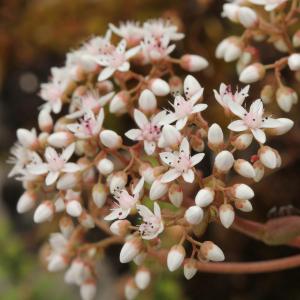 Photographie n°1993482 du taxon Sedum album L.