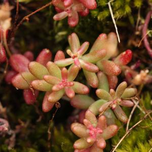 Photographie n°1993491 du taxon Sedum album L.