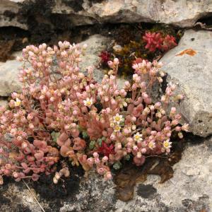 Photographie n°1993502 du taxon Sedum dasyphyllum L.