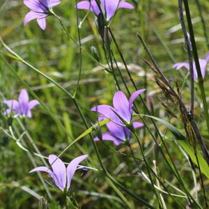 Photographie n°1993522 du taxon Campanula patula L.