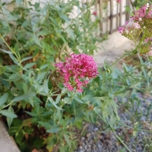 Photographie n°1993653 du taxon Centranthus ruber (L.) DC. [1805]