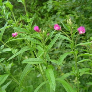 Photographie n°1994130 du taxon Epilobium hirsutum L. [1753]