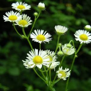 Photographie n°1994141 du taxon Erigeron annuus (L.) Desf. [1804]