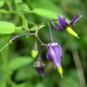 Photographie n°1994154 du taxon Solanum dulcamara L. [1753]