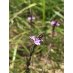 Verbena hastata L.