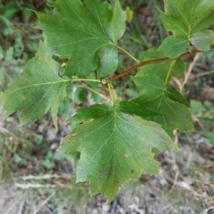Photographie n°1994573 du taxon Sorbus torminalis (L.) Crantz [1763]