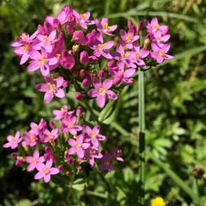 Photographie n°1994633 du taxon Centaurium pulchellum (Sw.) Druce [1898]