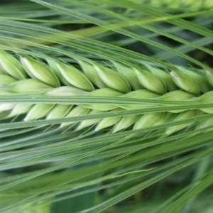 Photographie n°1995371 du taxon Hordeum vulgare L.