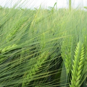 Photographie n°1995372 du taxon Hordeum vulgare L.