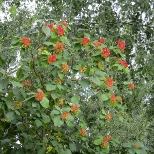 Photographie n°1995386 du taxon Viburnum lantana L.