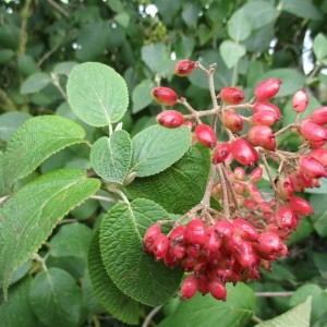 Photographie n°1995387 du taxon Viburnum lantana L.