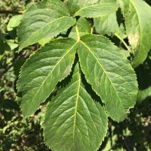 Photographie n°1995519 du taxon Sambucus racemosa L. [1753]