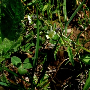 Photographie n°1996745 du taxon Viola arvensis Murray [1770]