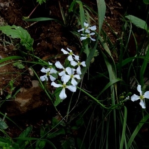 Photographie n°1996926 du taxon Raphanus raphanistrum L. [1753]