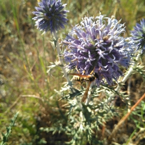 Photographie n°1997016 du taxon Echinops ritro L. [1753]