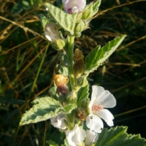 Photographie n°1997873 du taxon Althaea officinalis L. [1753]