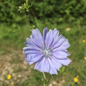 Photographie n°1998105 du taxon Cichorium intybus L. [1753]