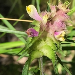  - Melampyrum cristatum L. [1753]