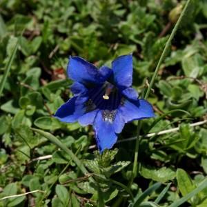 Photographie n°1998945 du taxon Gentiana acaulis L. [1753]