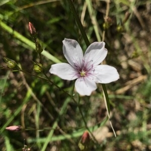 Photographie n°1999004 du taxon Linum tenuifolium L. [1753]