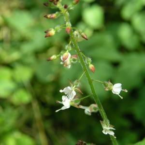 Photographie n°2000861 du taxon Circaea lutetiana L. [1753]