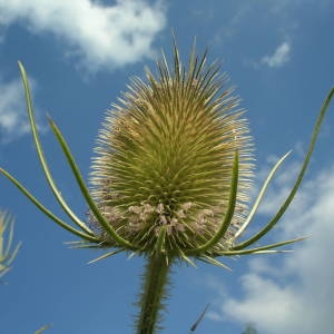 Photographie n°2001073 du taxon Dipsacus fullonum L. [1753]