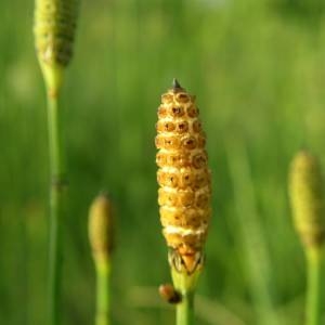 Photographie n°2001090 du taxon Equisetum ramosissimum Desf. [1799]