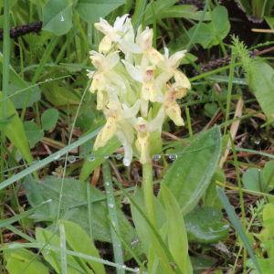 Photographie n°2001209 du taxon Dactylorhiza Neck. ex Nevski [1937]