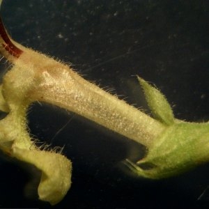 Photographie n°2001425 du taxon Teucrium scorodonia L. [1753]