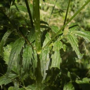 Photographie n°2001752 du taxon Valeriana officinalis L. [1753]