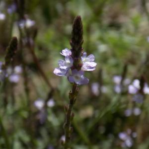 Photographie n°2002102 du taxon Verbena officinalis L. [1753]