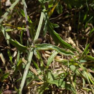 Photographie n°2002123 du taxon Verbena officinalis L. [1753]