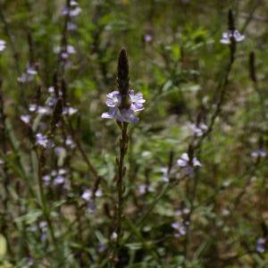 Photographie n°2002127 du taxon Verbena officinalis L. [1753]