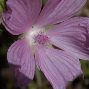 Photographie n°2002137 du taxon Malva moschata L. [1753]