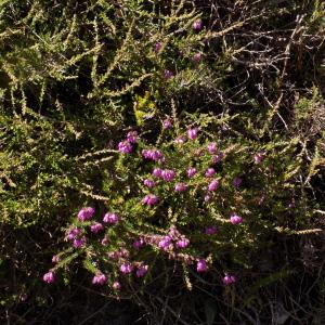 Photographie n°2003235 du taxon Erica cinerea L. [1753]