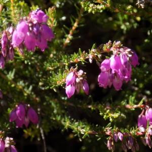 Photographie n°2003236 du taxon Erica cinerea L. [1753]