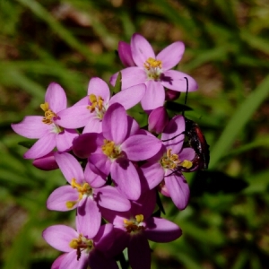 Photographie n°2003242 du taxon Centaurium Hill [1756]