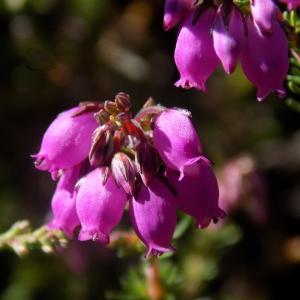 Photographie n°2003338 du taxon Erica cinerea L. [1753]