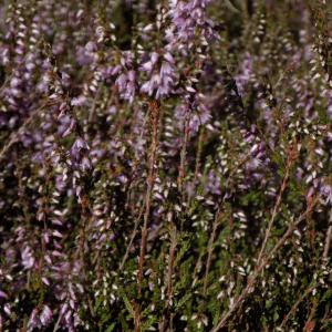 Photographie n°2003339 du taxon Calluna vulgaris (L.) Hull [1808]