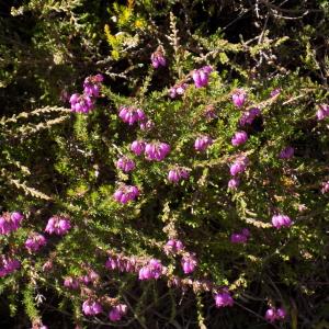 Photographie n°2003354 du taxon Erica cinerea L. [1753]